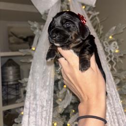 Dachshund Puppies from Doodle Bugs Doxies