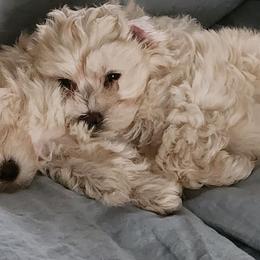 Morkies from Ayana's Morkie Poos