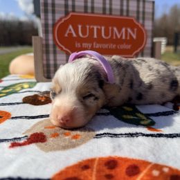 Lilac collar - Blue female Pembroke Welsh Corgi puppy in Monterey, Tennessee from Co-Pilot Corgis