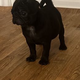 Lala - Black female Pug puppy in Indian Trail, North Carolina from Love Pugs