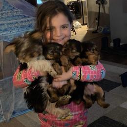 Yorkshire Terrier Puppies from Paw-Perfect Palace
