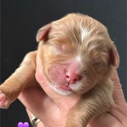 Juniper - female Australian Mountain Doodle puppy in Cortez, Colorado from Sassy Pants Pups