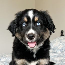 Cleo - Black tri Miniature Australian Shepherd puppy in San Antonio, Texas from Firefly River Mini Aussies