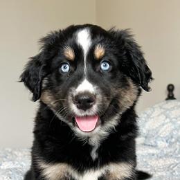 Cleo - Black tri Miniature Australian Shepherd puppy in San Antonio, Texas from Firefly River Mini Aussies