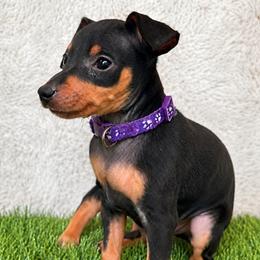 Purple Collar Female - Black and rust female Miniature Pinscher puppy in Wayland, Michigan from Tami DeLeeuw