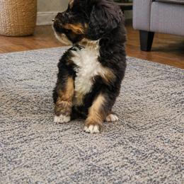 Eva - Tri-color female Bernedoodle puppy in Cape Fair, Missouri from Flat Creek Bernedoodles