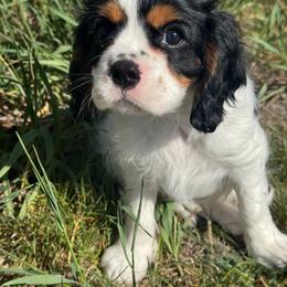 Tri Male One - Tri-color male Cavalier King Charles Spaniel puppy in Helena, Montana from Queen City Cavaliers