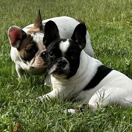 French Bulldog All Grown Up from Phoenix Rising