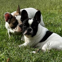 French Bulldog All Grown Up from Phoenix Rising