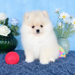 Fabio - Cream male Pomeranian puppy in Kennesaw, Georgia from Cream Puffs Pomeranian Puppies
