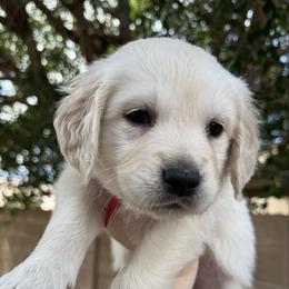 Golden Retriever puppies from Sunshine Mountain Retrievers