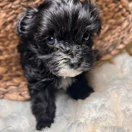 Bailey (Rare Korean Morkie) - Black male Morkie puppy in Atlanta, Georgia from Cocktail Puppies