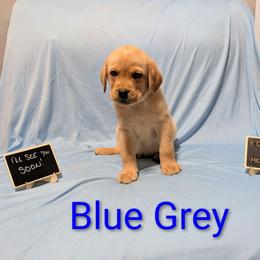 Blue grey - Yellow male Labrador Retriever puppy in Parma, Idaho from Campbell Valley Labradors