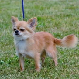 Rocky - Chihuahua
