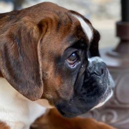 Boxers and French Bulldogs from Schuster Haus