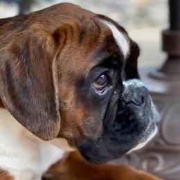 Boxers and French Bulldogs from Schuster Haus