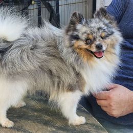 Fabio - Pomeranian