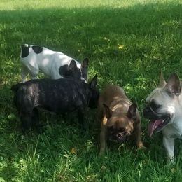 French Bulldogs from Hammar French Bulldogs