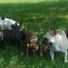 French Bulldogs from Hammar French Bulldogs