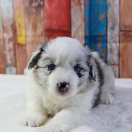 Indigo - Blue merle female Miniature Australian Shepherd puppy in Bauxite, Arkansas from J & B Mini Aussies