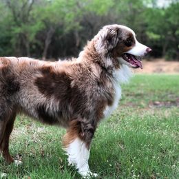 Remi Red - Miniature American Shepherd