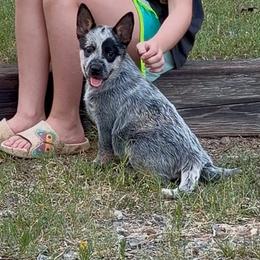 Lyre - Blue female Australian Cattle Dog puppy in Devalls Bluff, Arkansas from Coolhand's Australian Cattle Dogs