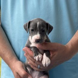 Girl 2 - Blue female Italian Greyhound puppy in Sugar Valley, Georgia from Pinnacle Farm and Kennel