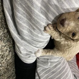 Goldendoodle Puppies from Thompson's Doodle Co.