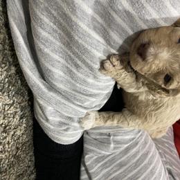 Goldendoodle Puppies from Thompson's Doodle Co.