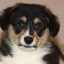 Nat. Bobtail AKC Lane - Black and tan Pembroke Welsh Corgi puppy in Lorraine, Kansas from Lazy N Ranch