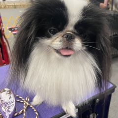 Bruin - Japanese Chin