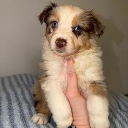 Cadbury - Red merle male Australian Shepherd puppy in Anniston, Alabama from All Hale Aussies