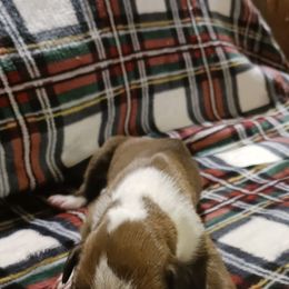 Female 1 - Fawn female Boxer puppy in Shelbyville, Tennessee from Layne's Boxers