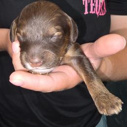 Stitch - Brown white and tan male Cockapoo puppy in Indiahoma, Oklahoma from Phamily Doodles