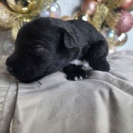 Boy 3 - Black male Miniature Schnauzer puppy in Titusville, Florida from Alysha's Grandbabies