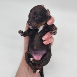 Girl 1 - Tri-color female Bernedoodle puppy in Salem, Missouri from Meadowbrook Poodles