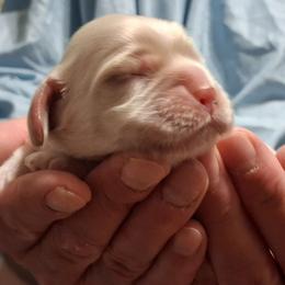 Sage - Buff male Cocker Spaniel puppy in Crossville, Tennessee from Timber Sunrise Cockers