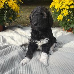 Charlie - Parti female Poodle puppy in Troy, New Hampshire from SP Standard Poodles