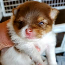 Parti Princes - Chocolate parti female Pomeranian puppy in Forsyth, Illinois from Amazing Grace Pomeranians