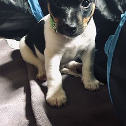 Rat Terrier Puppies from Simpson Family retrievers and Rattes