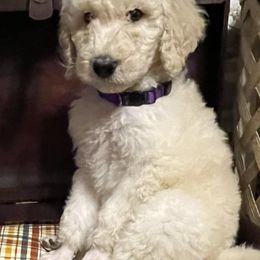 Poodles from Angies Standard Poodles