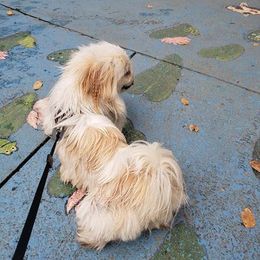 Pekingese All Grown Up from Debbie Jansen's Pekingese