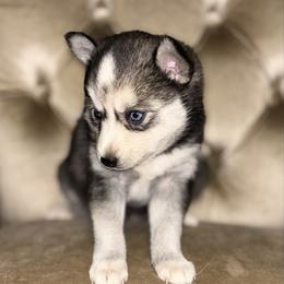 Jasmine - Tri-color female Pomsky puppy in Burton, Michigan from Snow Shark Pomskys