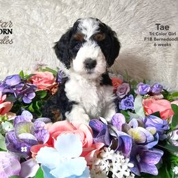 Bernedoodle Puppies from A Star is Born Doodles