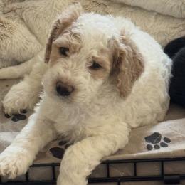 Boy 3 - Cream male Goldendoodle puppy in El Cajon, California from Pacific Coast Goldendoodles