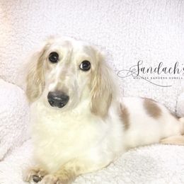 Sundance - Dachshund