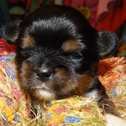 AKC CICI - Black and tan female Lhasa Apso puppy in Fort Washington, Maryland from GyanGanj Lhasa Apso