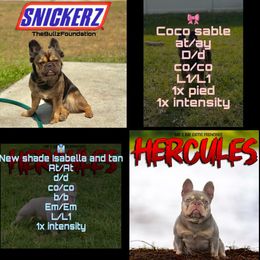 French Bulldogs from TheBullzFoundation