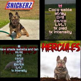 French Bulldogs from TheBullzFoundation