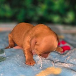 Star - Red female Dachshund puppy in Florence, Mississippi from Rosies Doxies and Poodles CKC